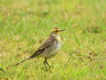 Citrine Wagtail 大安森林公園 Mon, 3/27/2023