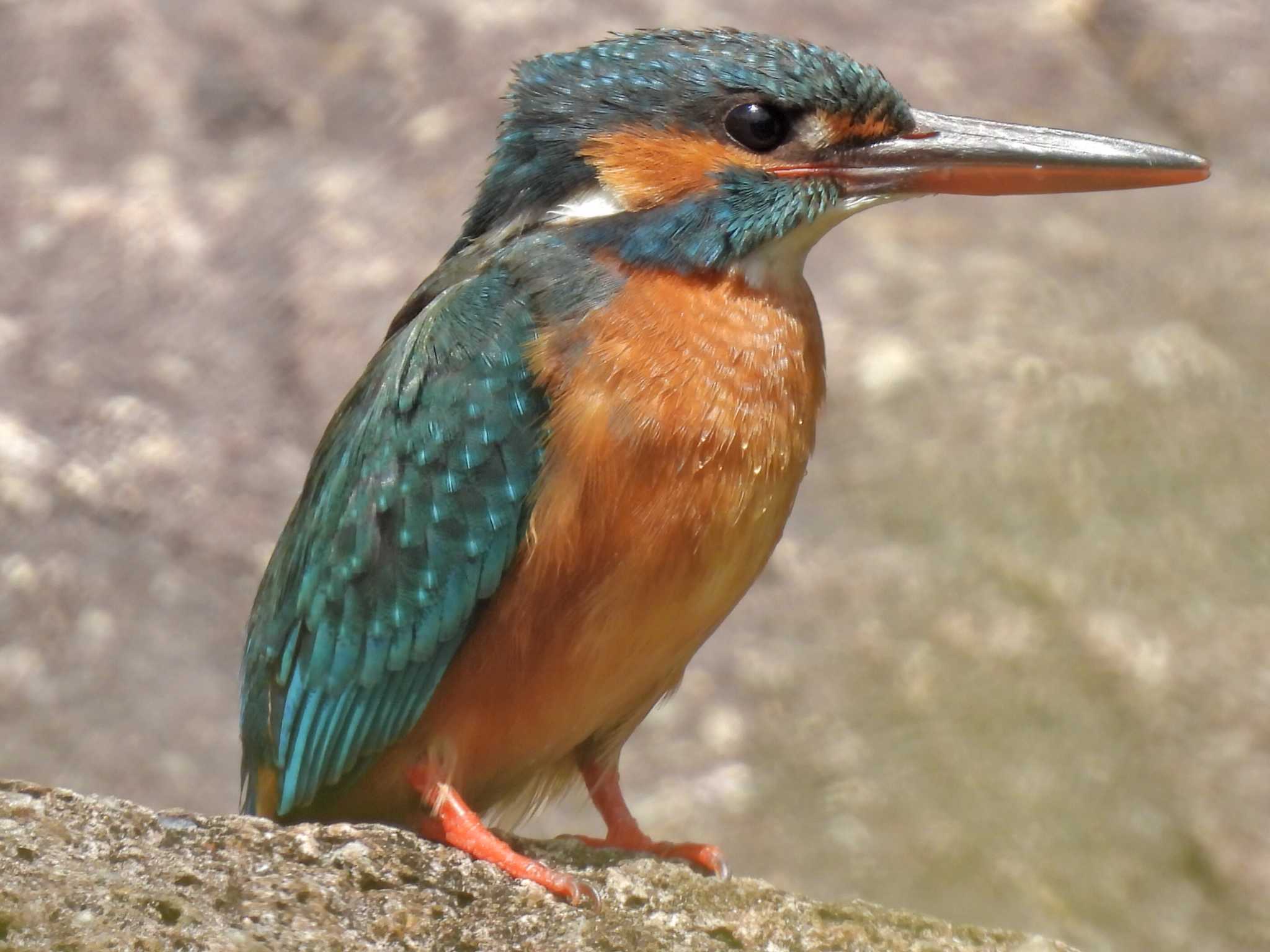 浄水公園 カワセミの写真