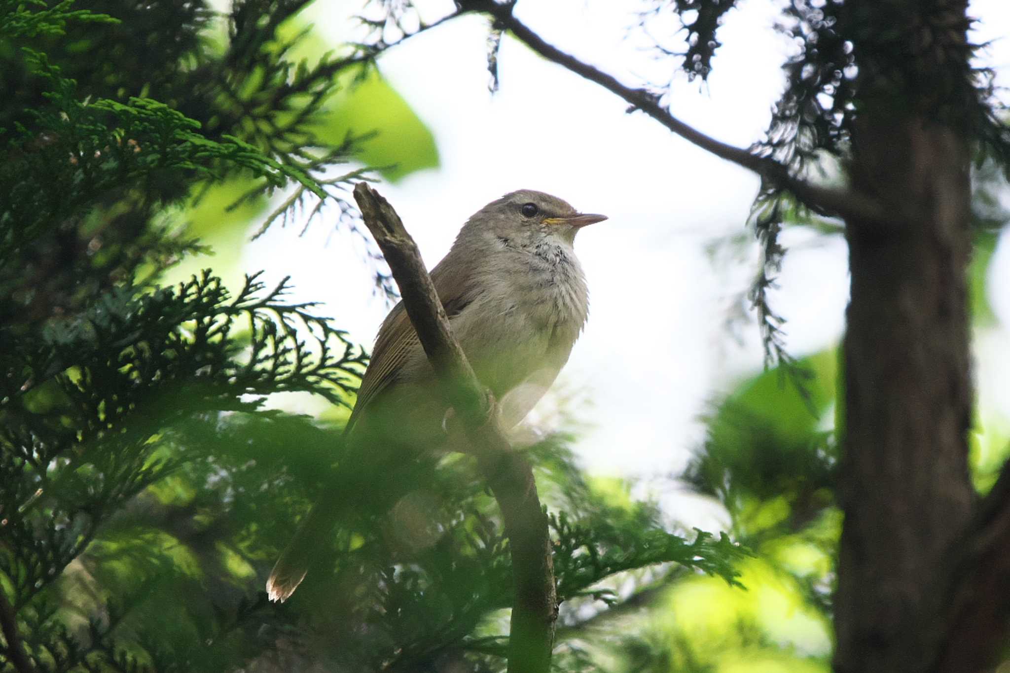 Photo of Japanese Bush Warbler at Maioka Park by Y. Watanabe