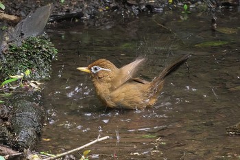 Mon, 4/17/2023 Birding report at Maioka Park