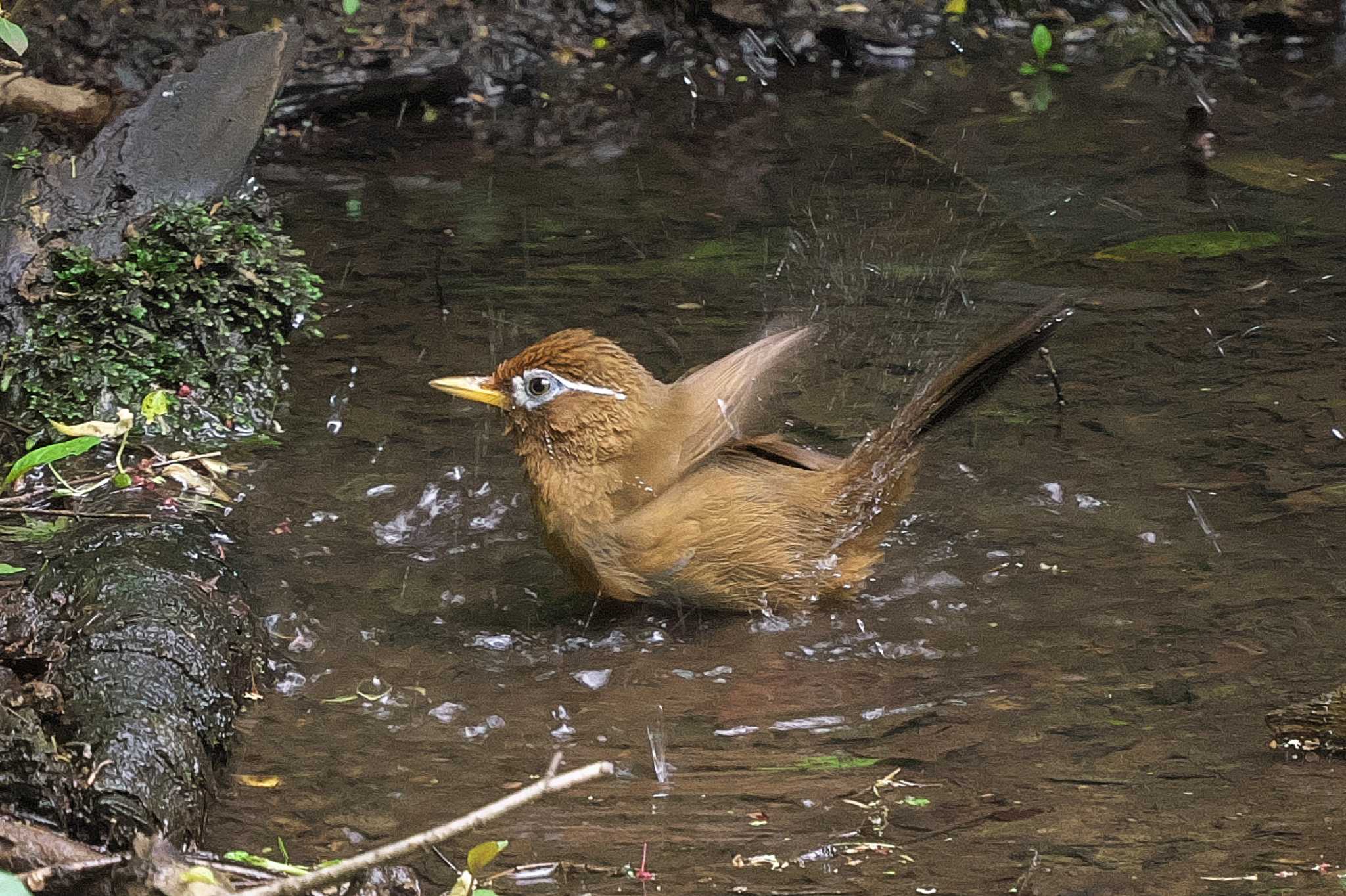 Photo of Chinese Hwamei at Maioka Park by Y. Watanabe