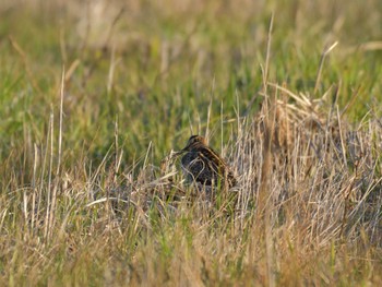 Latham's Snipe 十里木高原 Mon, 4/17/2023