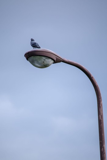 Rock Dove 都内市街地 Mon, 4/17/2023