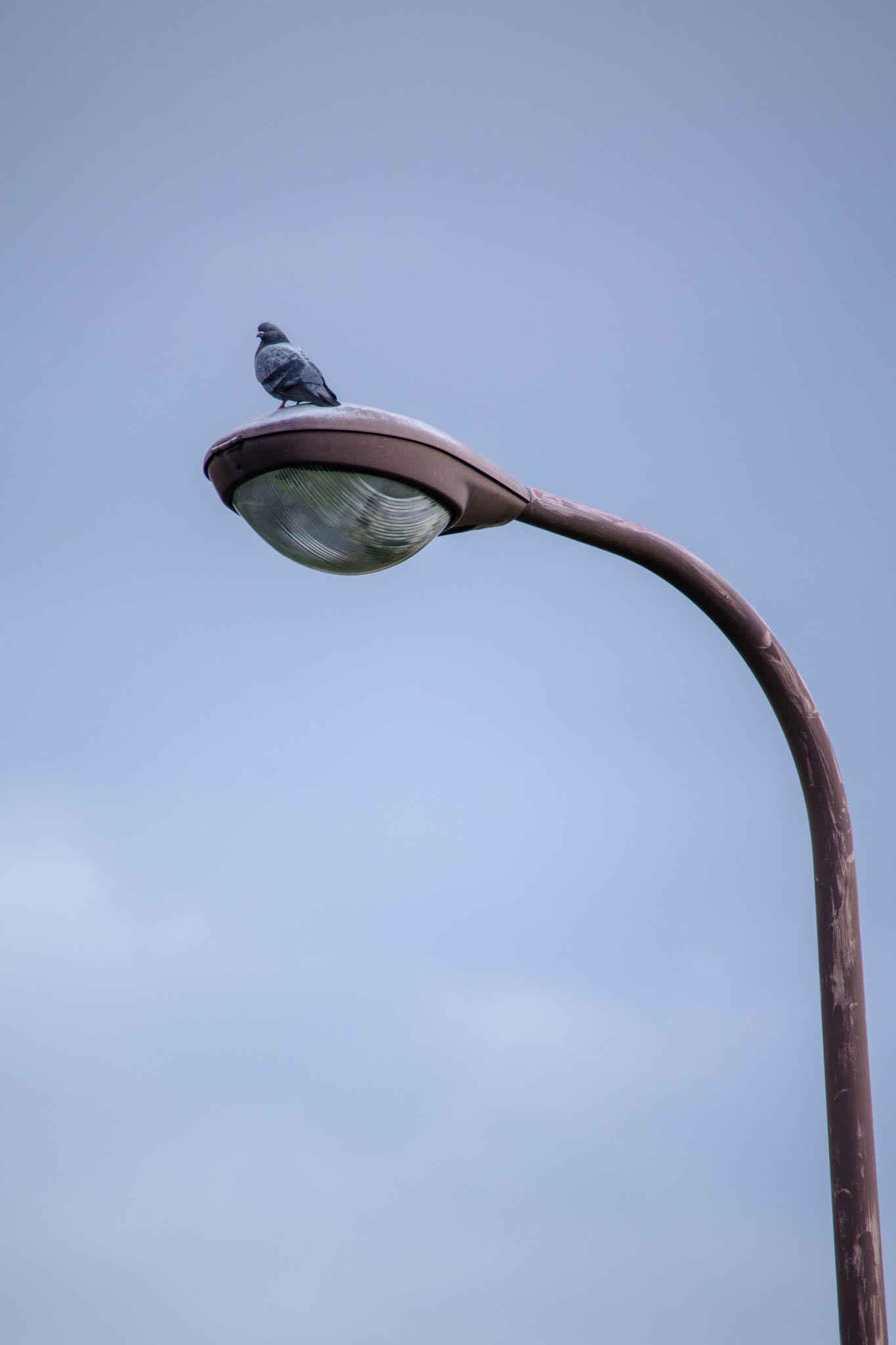 Photo of Rock Dove at 都内市街地 by Marco Birds