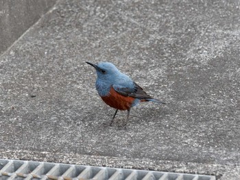 Blue Rock Thrush M駐車場 Mon, 4/17/2023