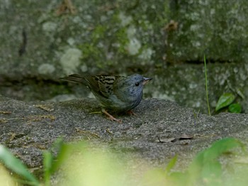 Grey Bunting 横浜市立金沢自然公園 Mon, 4/17/2023