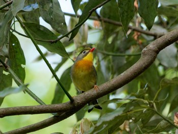 Red-billed Leiothrix 氷取沢市民の森 Mon, 4/17/2023