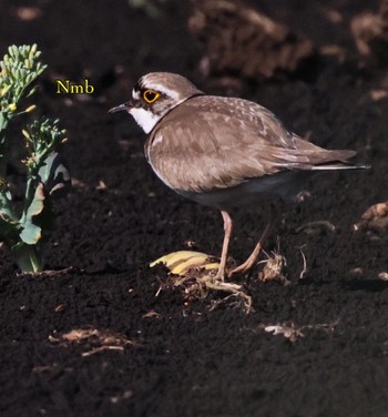 Little Ringed Plover Unknown Spots Unknown Date