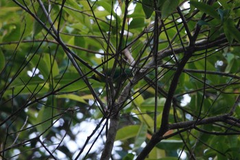 Blue-winged Leafbird Fraser's Hill Wed, 3/8/2023