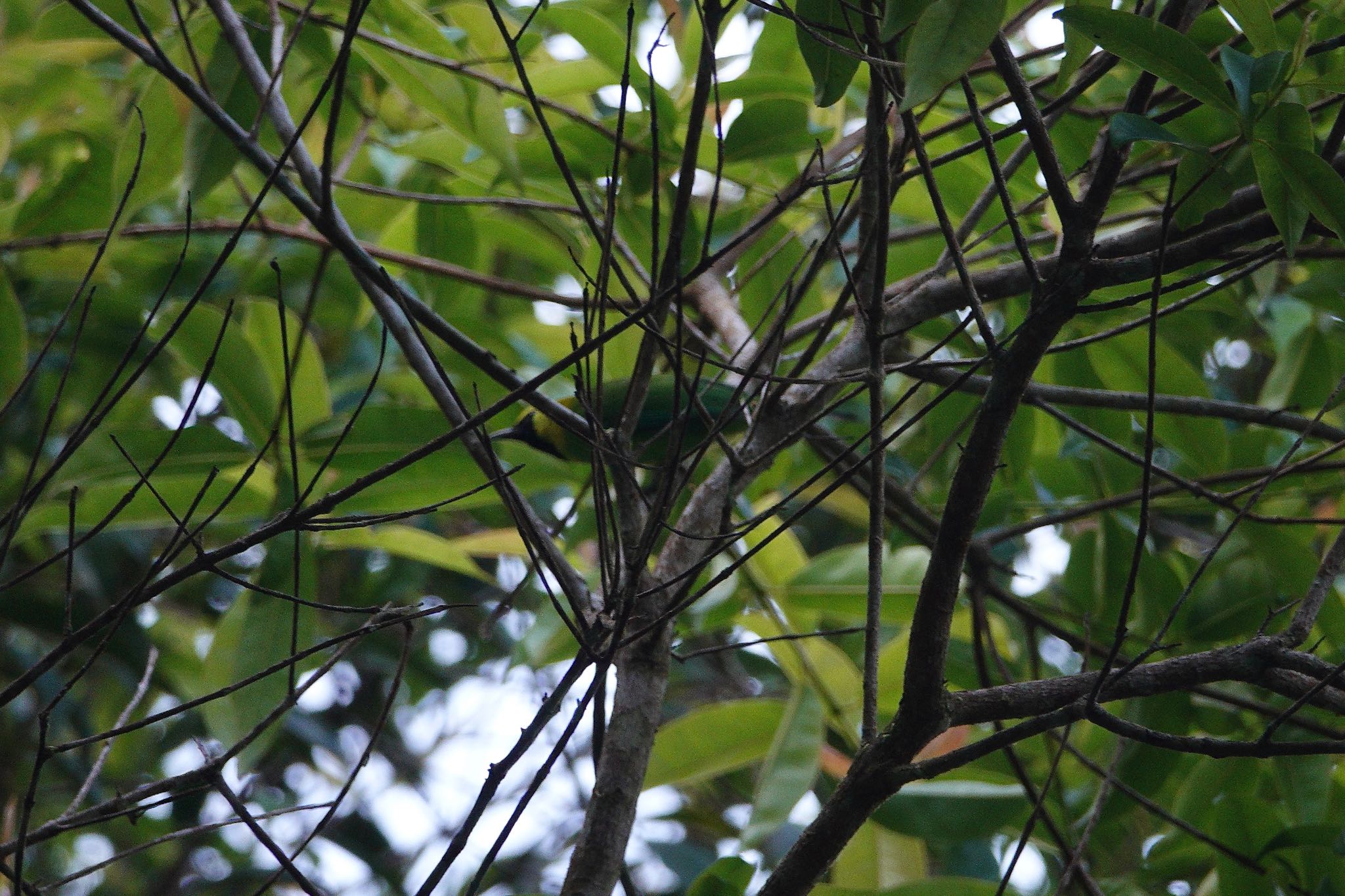 Blue-winged Leafbird