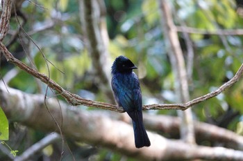 Lesser Racket-tailed Drongo Fraser's Hill Wed, 3/8/2023