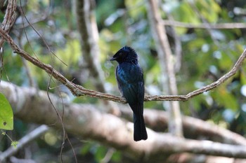 Lesser Racket-tailed Drongo Fraser's Hill Wed, 3/8/2023