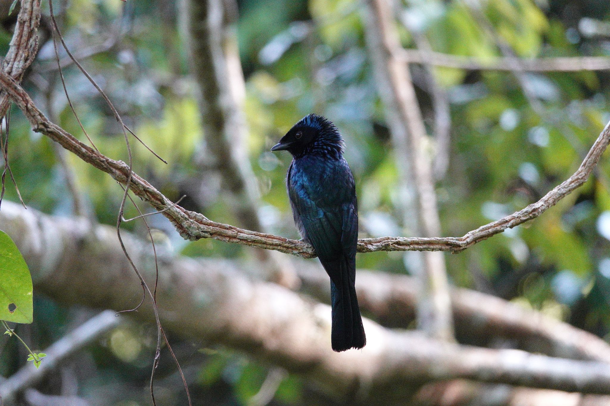 Lesser Racket-tailed Drongo