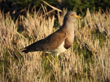 Grey-headed Lapwing Watarase Yusuichi (Wetland) Sun, 3/19/2023