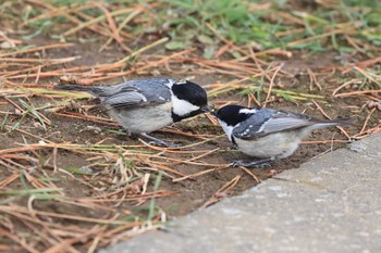 2023年4月17日(月) 北海道 函館市 東山の野鳥観察記録