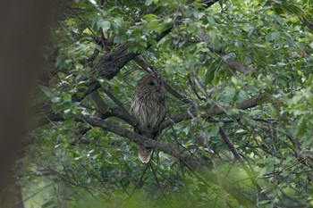 Ural Owl Unknown Spots Tue, 5/22/2018