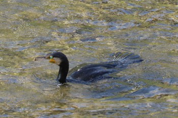 Great Cormorant 大栗川(多摩川合流地点) Mon, 4/17/2023