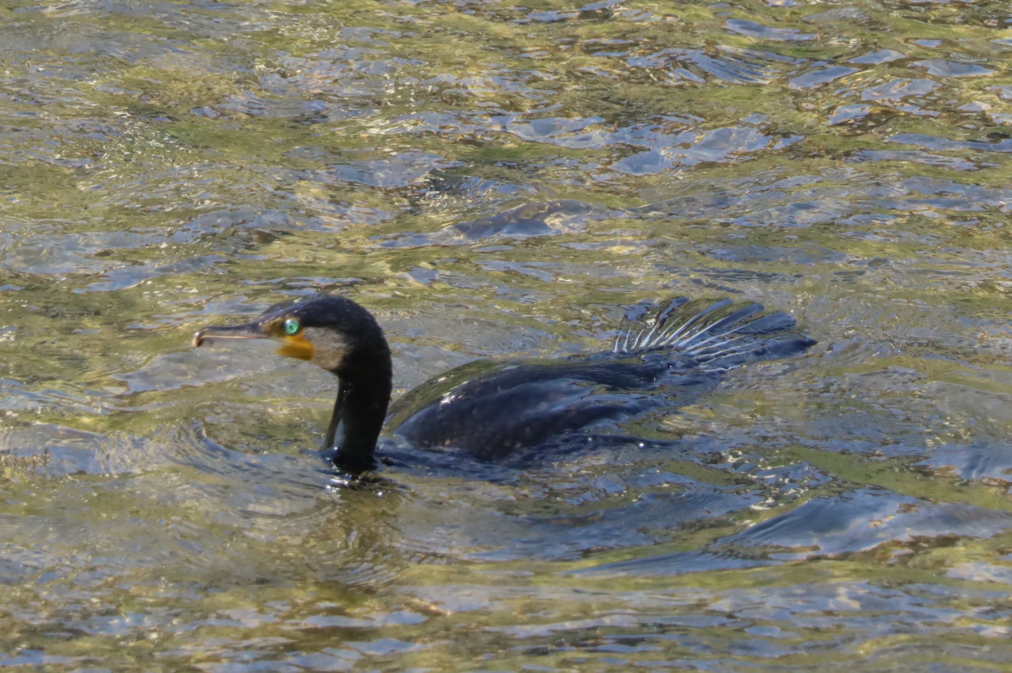 大栗川(多摩川合流地点) カワウの写真 by yams