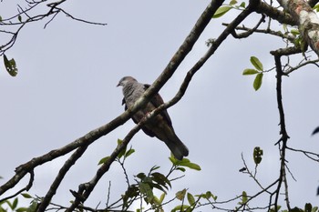 Mountain Imperial Pigeon Fraser's Hill Thu, 3/9/2023
