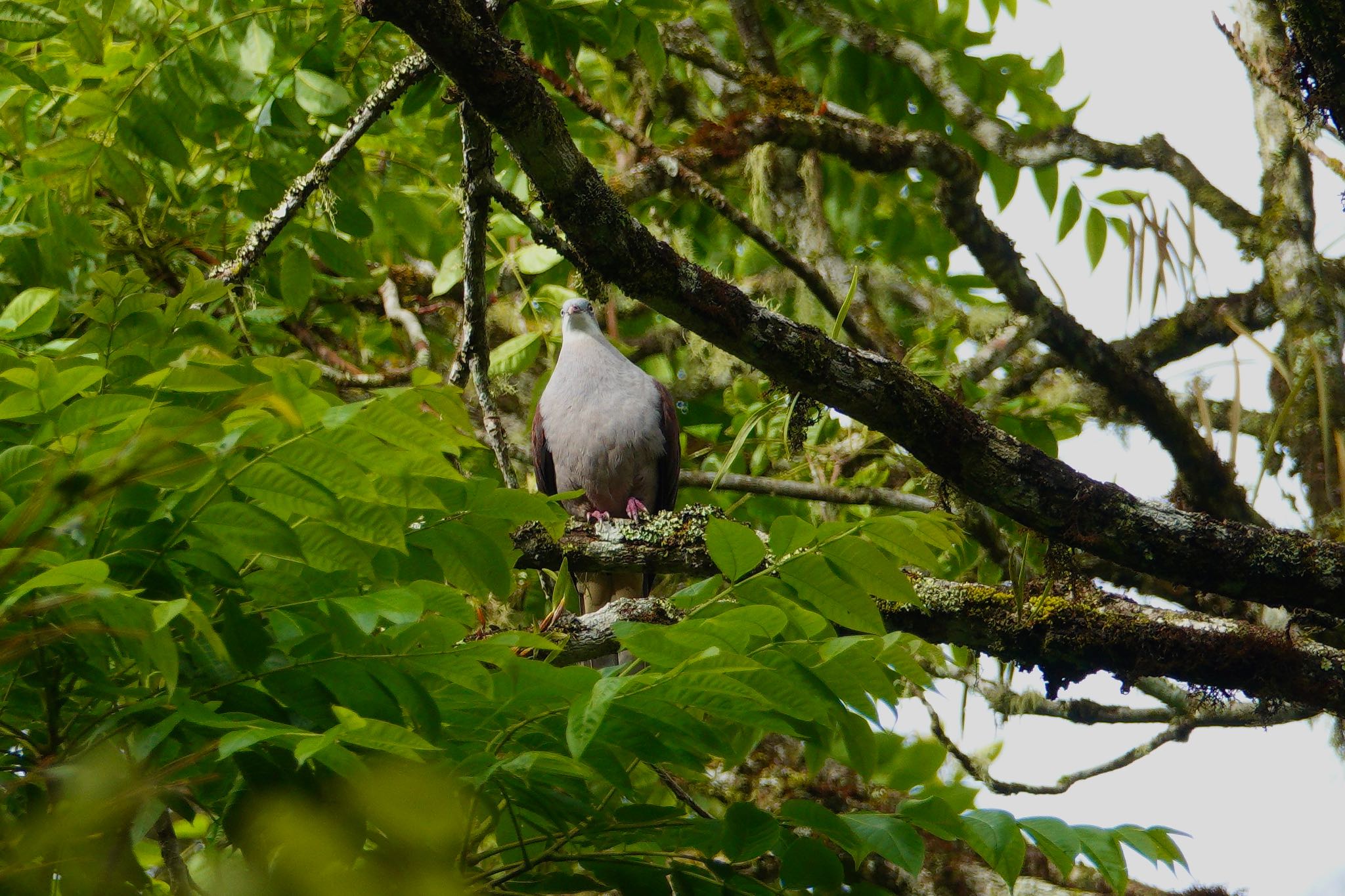 Photo of Mountain Imperial Pigeon at Fraser's Hill by のどか