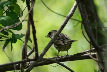 Masked Bunting 麻機遊水地 Mon, 4/17/2023