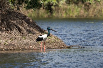 Black-necked Stork Cattana Wetlands(Cairns) Fri, 5/4/2018