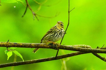 Olive-backed Pipit 厚木七沢森林公園 Sun, 4/16/2023