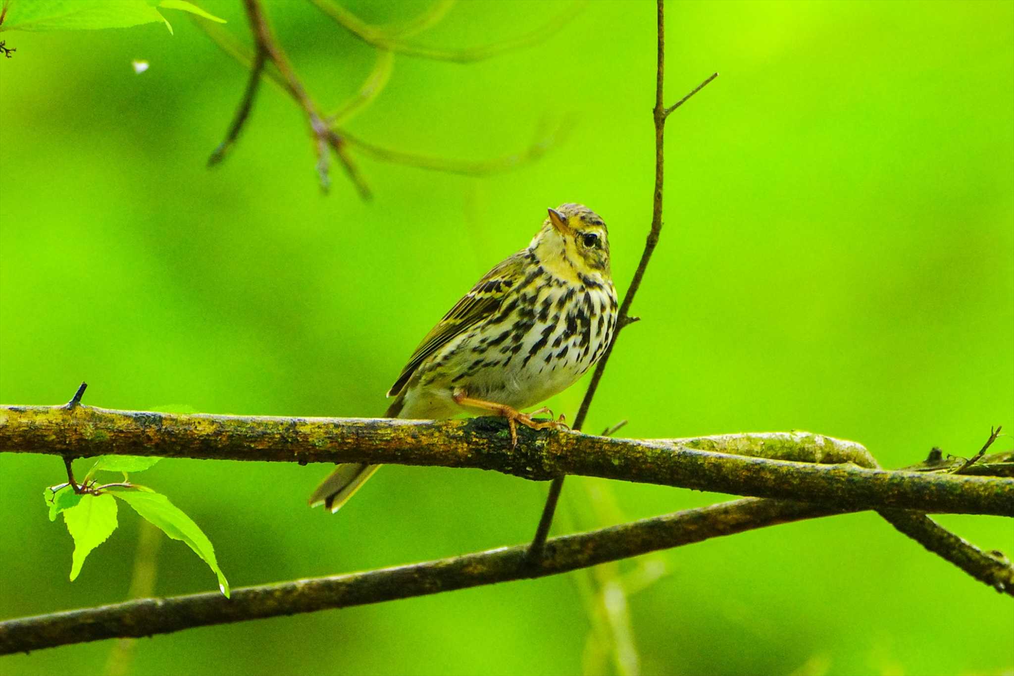 Olive-backed Pipit