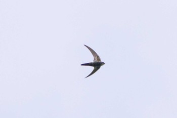 Pacific Swift 厚木七沢森林公園 Sun, 4/16/2023