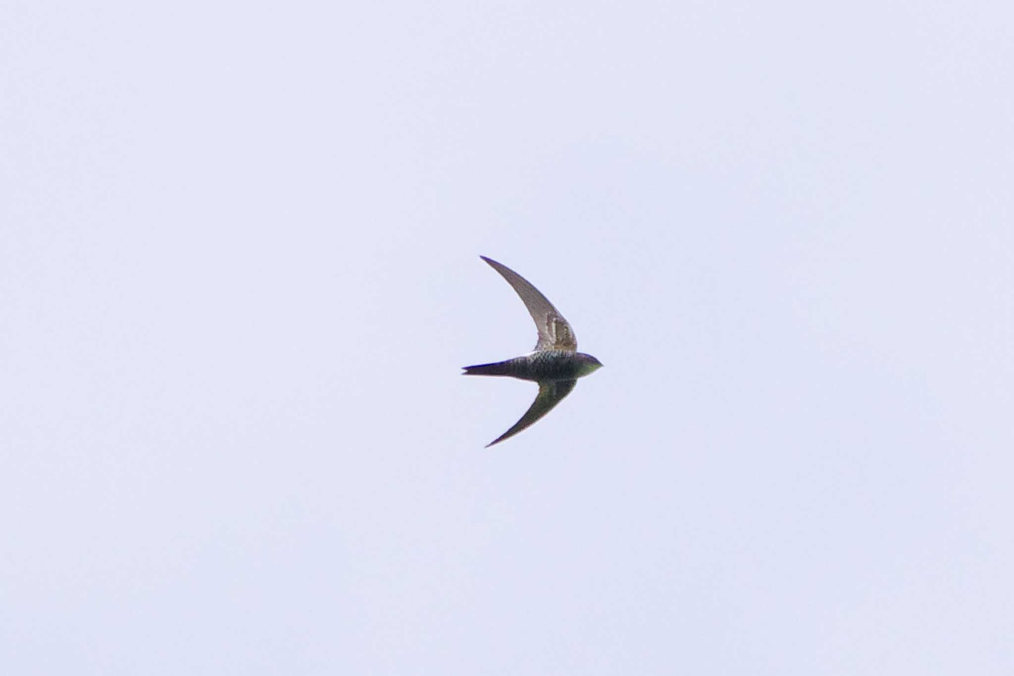 Pacific Swift