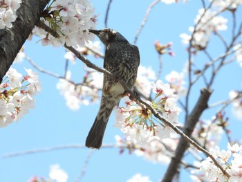 2023年4月1日(土) 都市緑化植物園(大阪府豊中市寺内)の野鳥観察記録