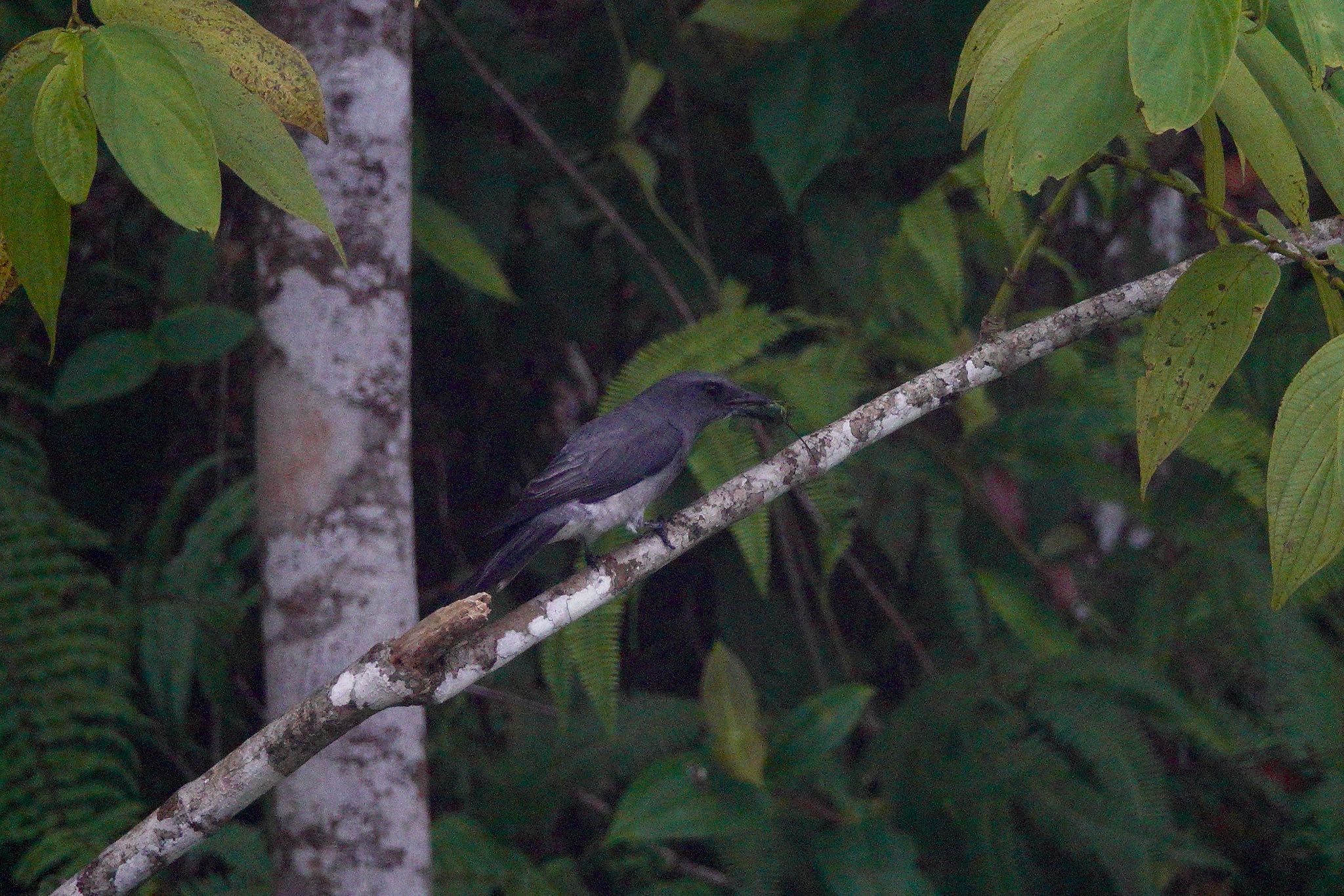 Large Cuckooshrike