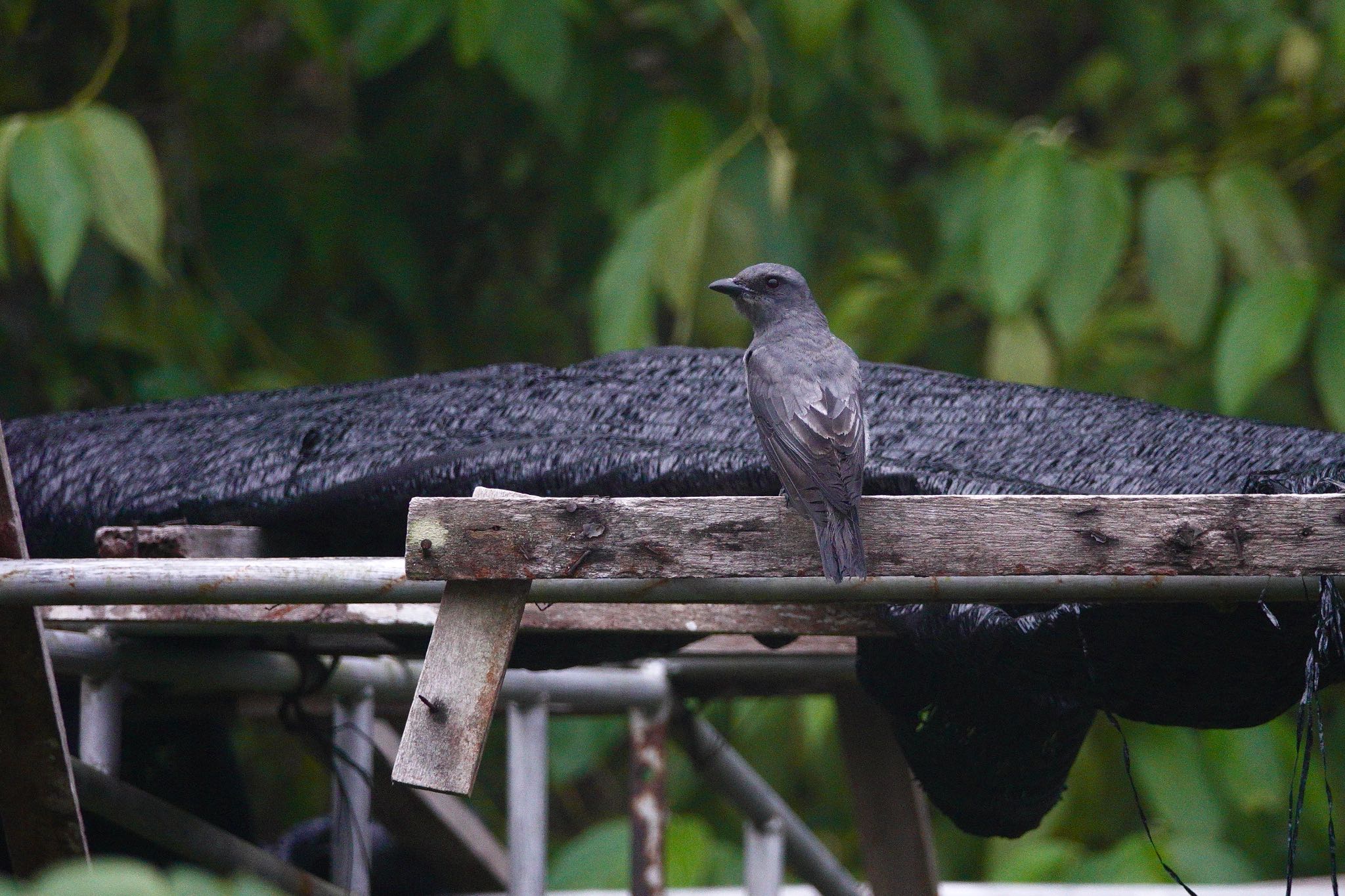 Photo of Large Cuckooshrike at Fraser's Hill by のどか