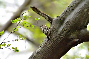 Japanese Pygmy Woodpecker Unknown Spots Sun, 4/16/2023