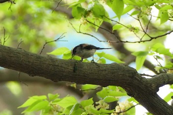 Long-tailed Tit 東京都 Fri, 4/14/2023