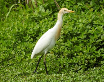 Eastern Cattle Egret 兵庫県伊丹市 Sun, 5/20/2018