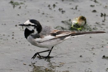 ハクセキレイ 東京港野鳥公園 2023年4月16日(日)