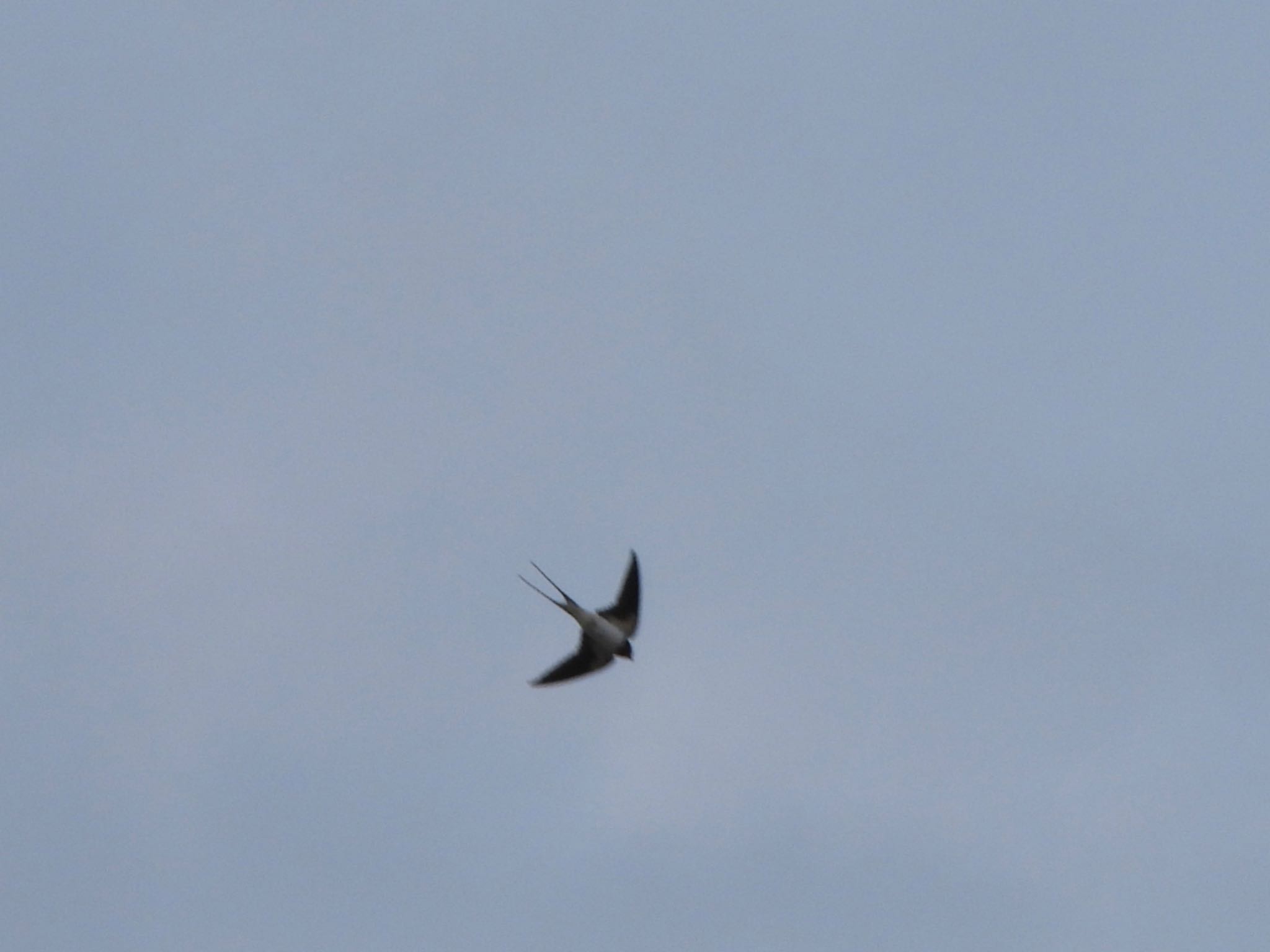 Photo of Barn Swallow at 多摩川 by くー