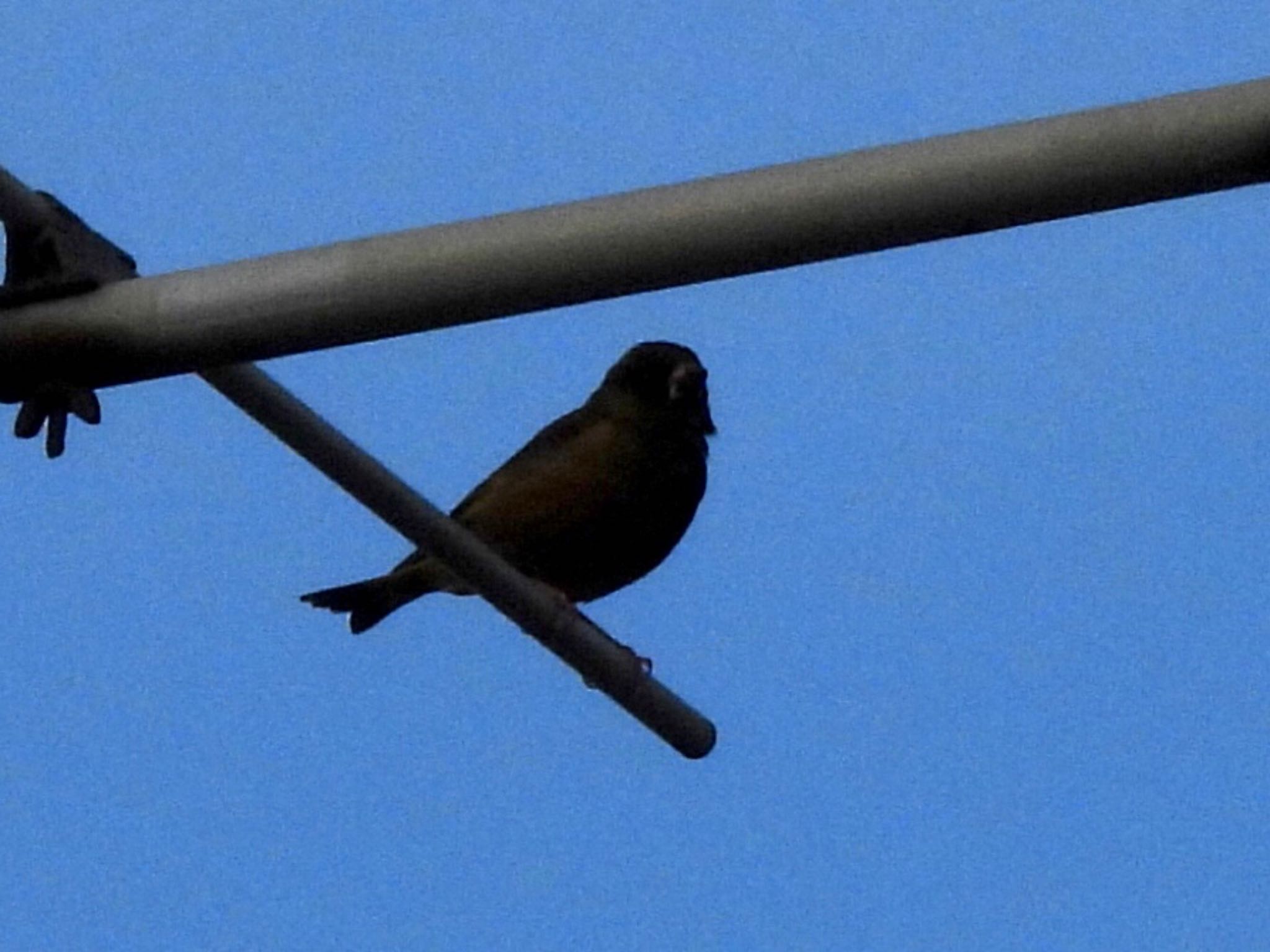 Photo of Grey-capped Greenfinch at 多摩川 by くー