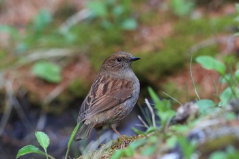 Japanese Accentor