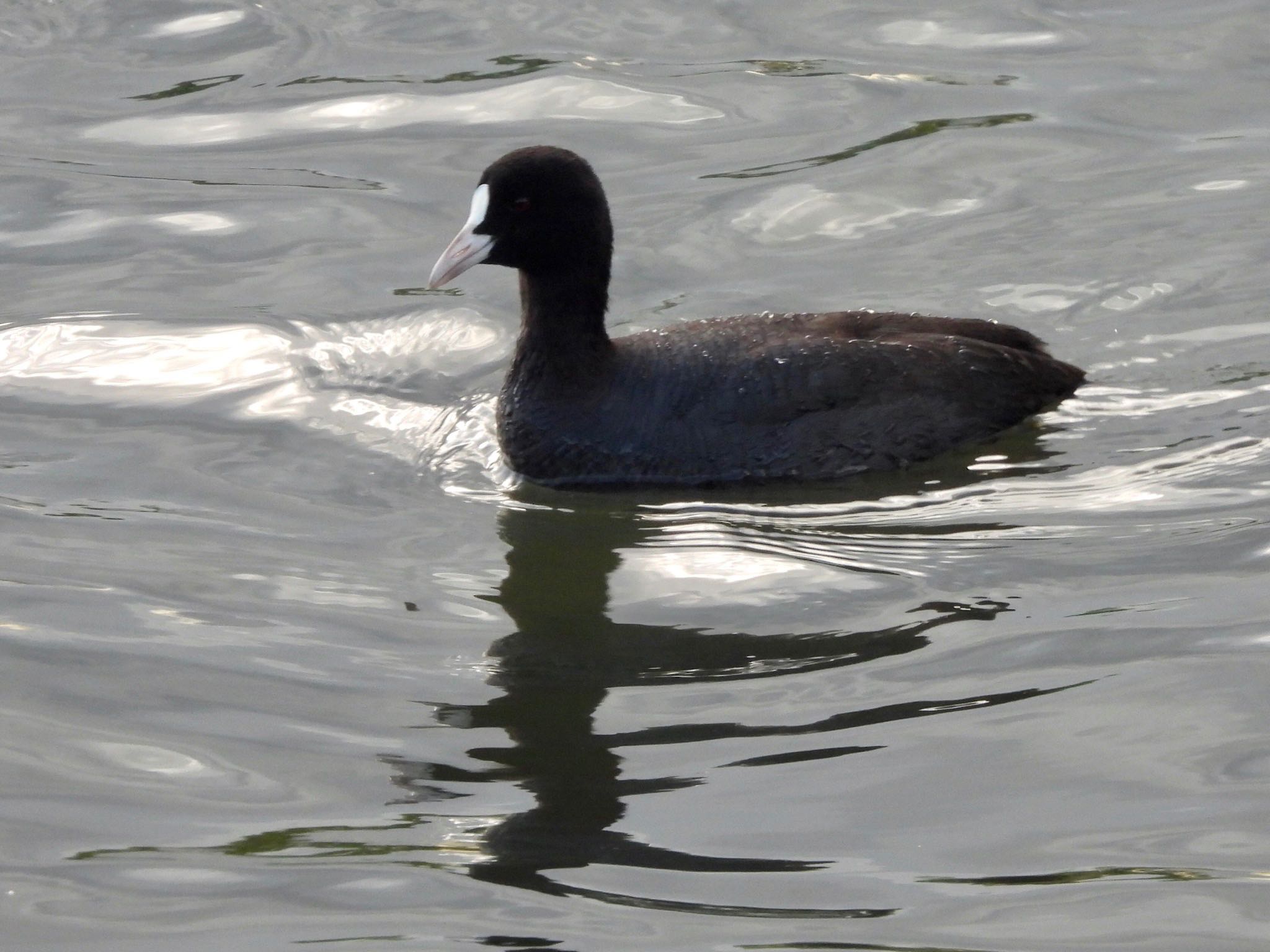 Photo of Eurasian Coot at 多摩川 by くー