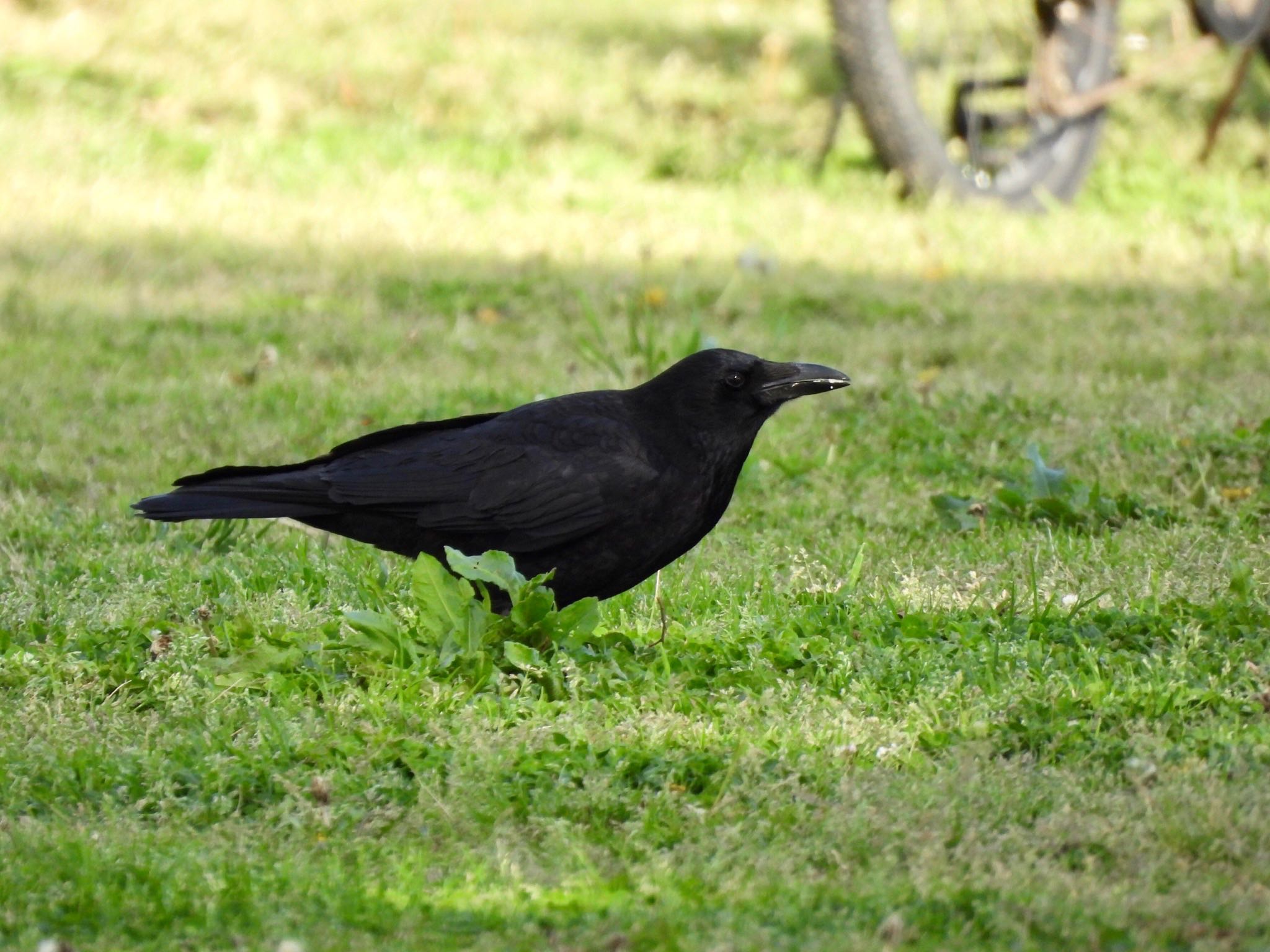 Photo of Carrion Crow at 多摩川 by くー