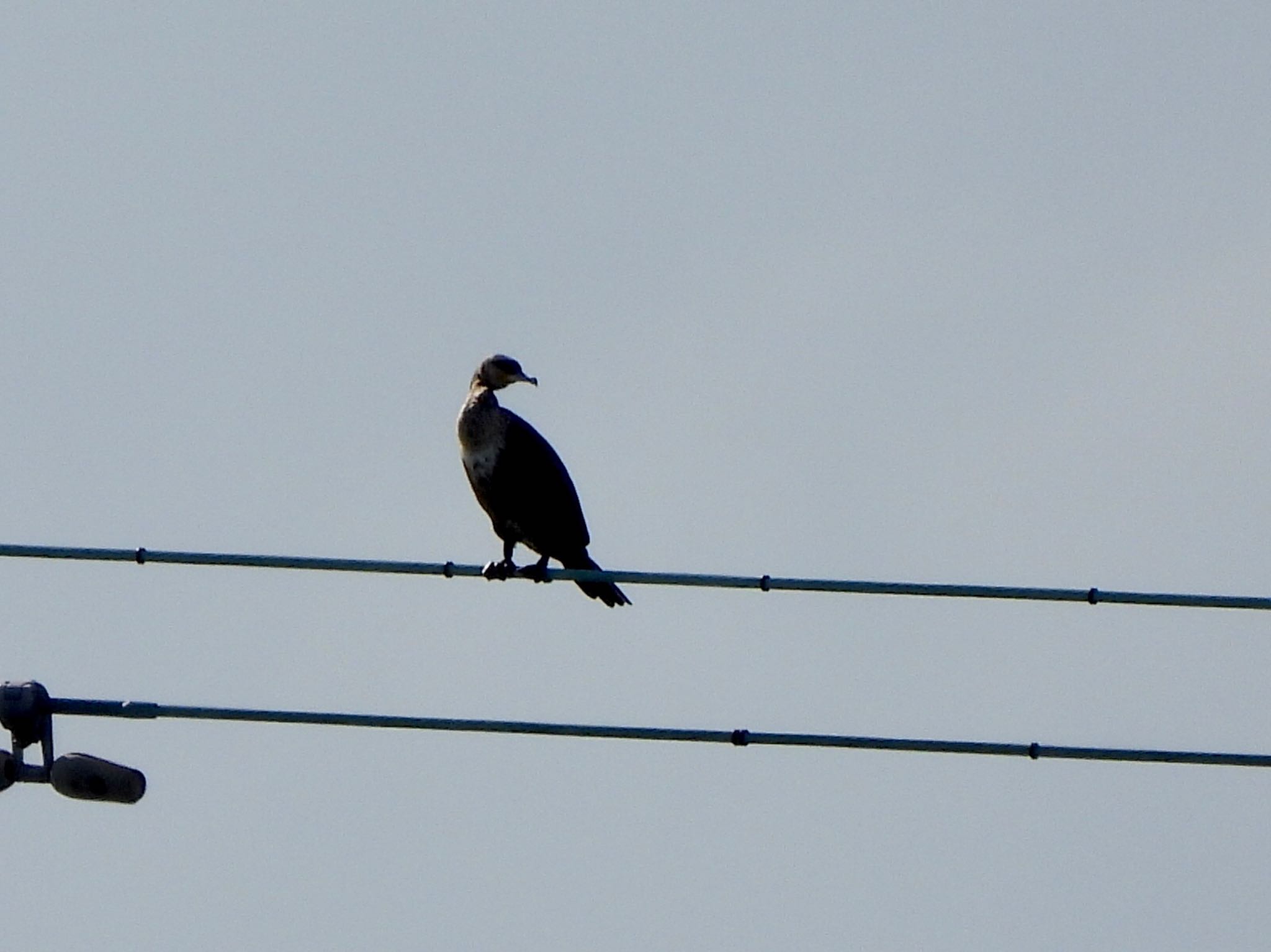 Great Cormorant