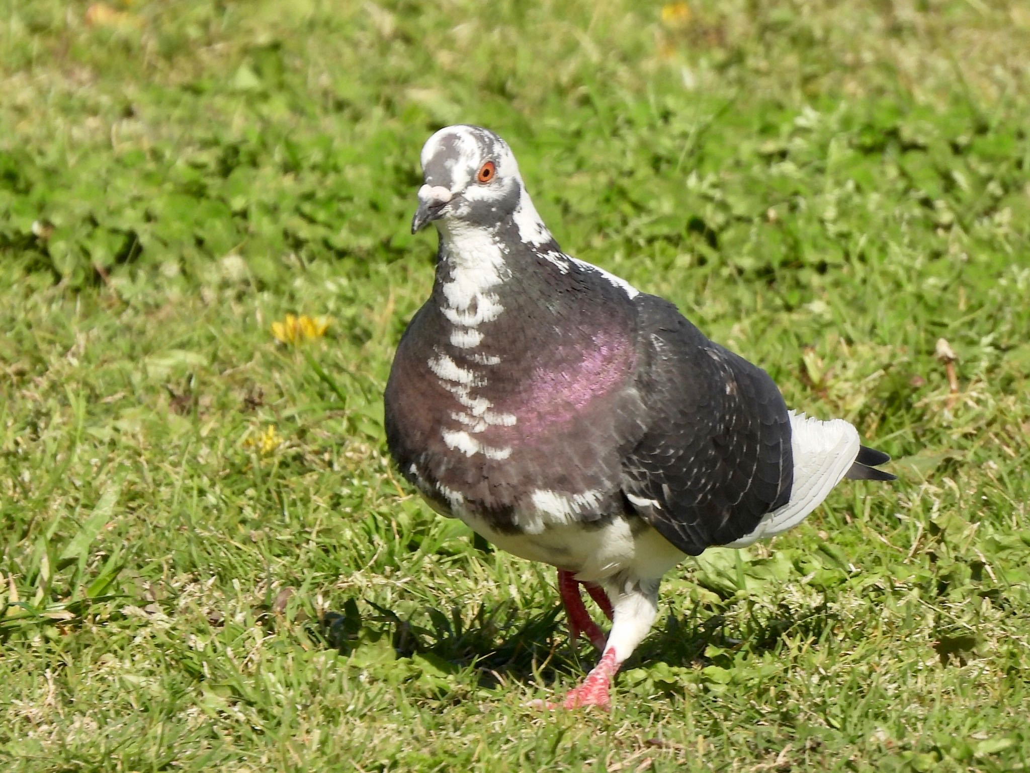 カワラバト