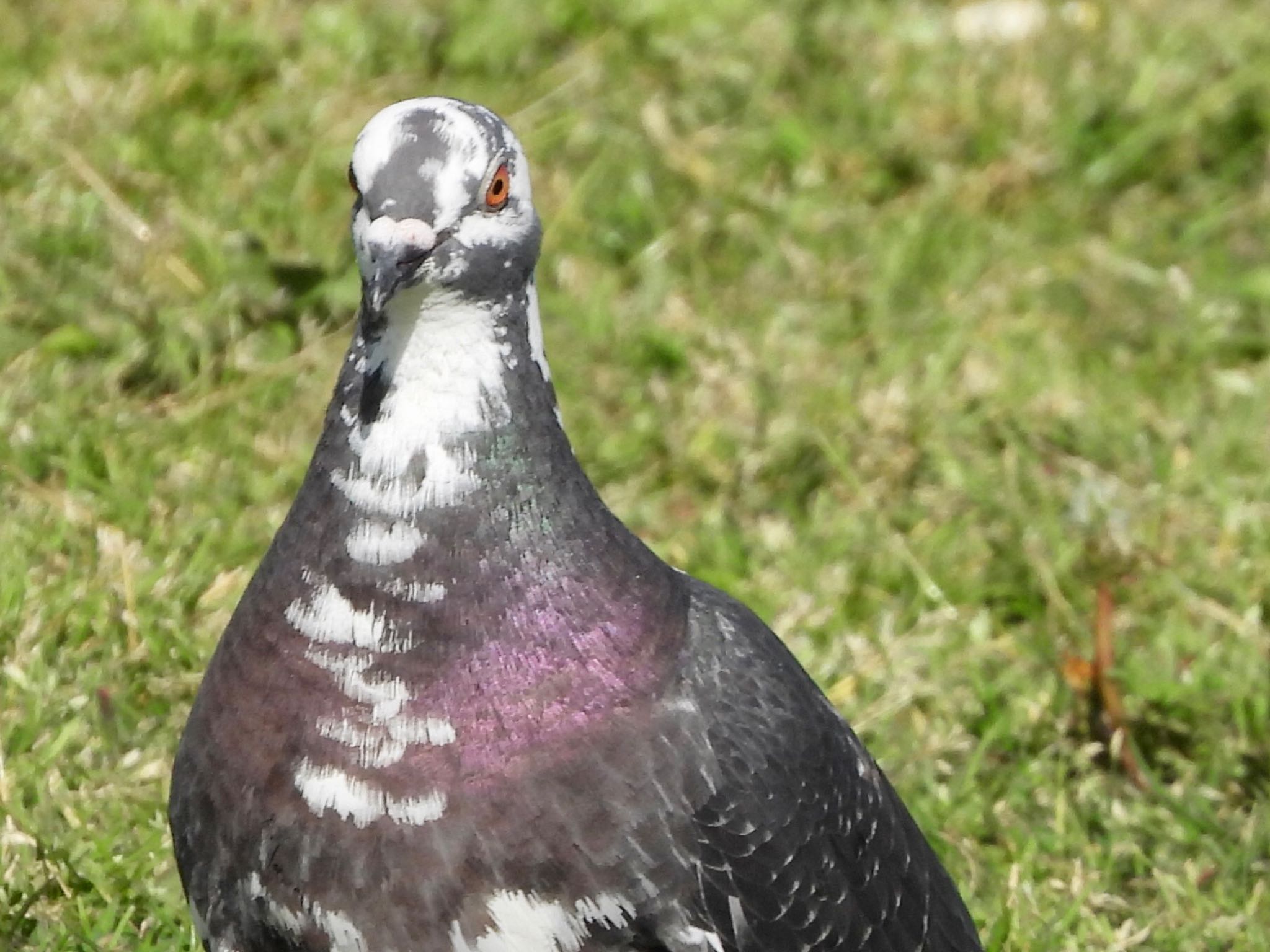 Rock Dove