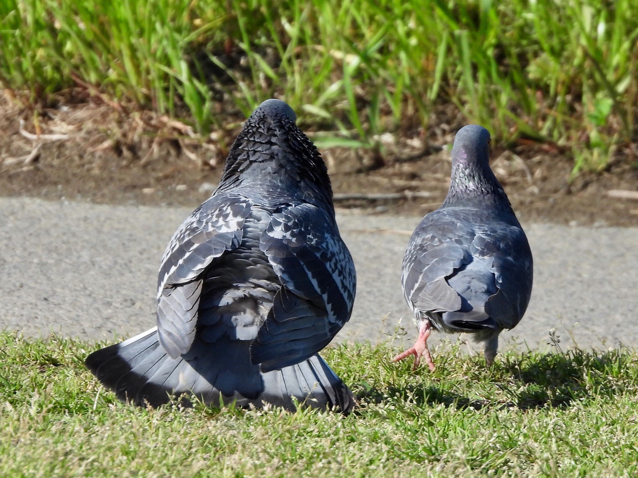 Rock Dove