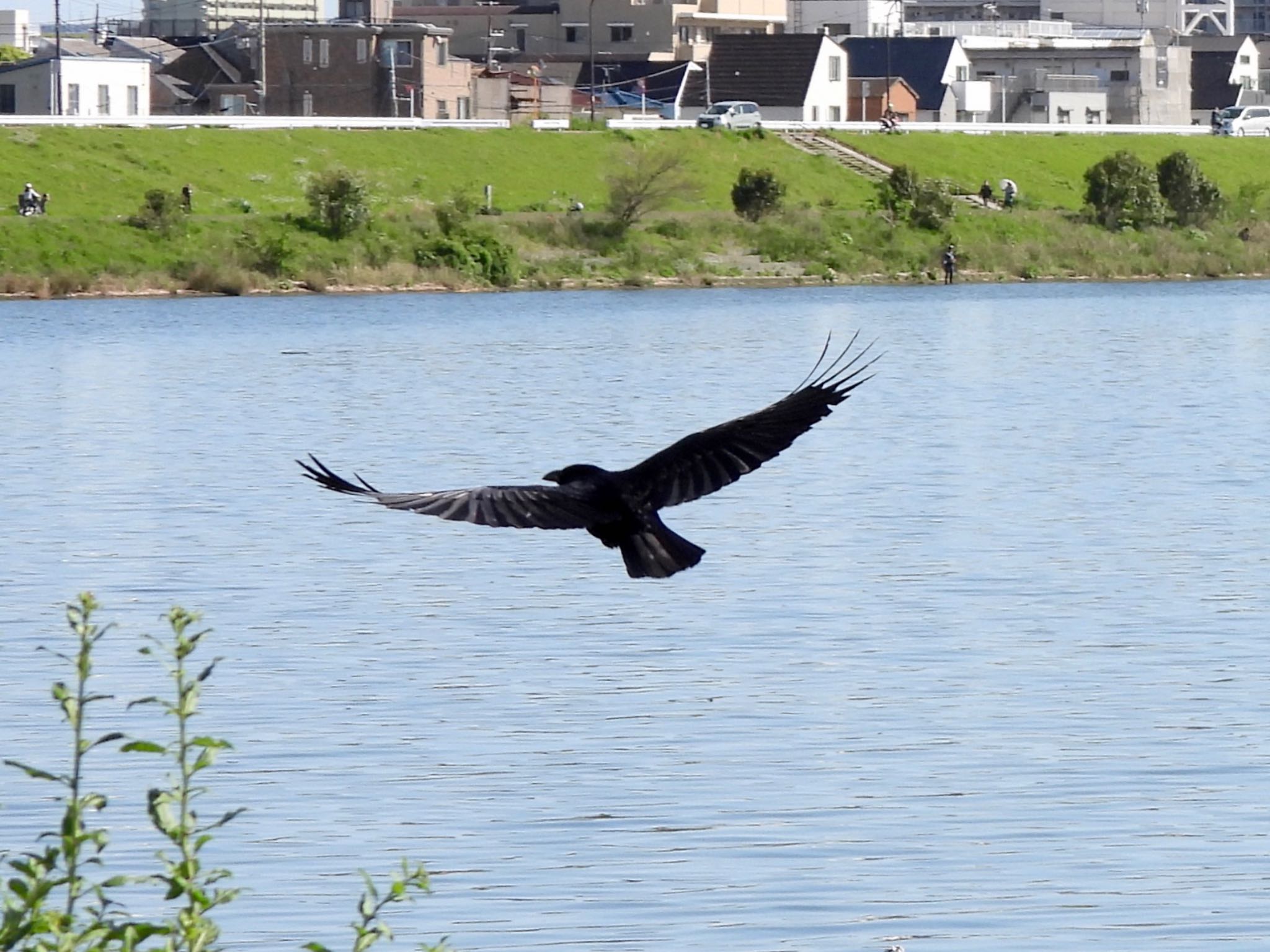 多摩川 ハシブトガラスの写真 by くー