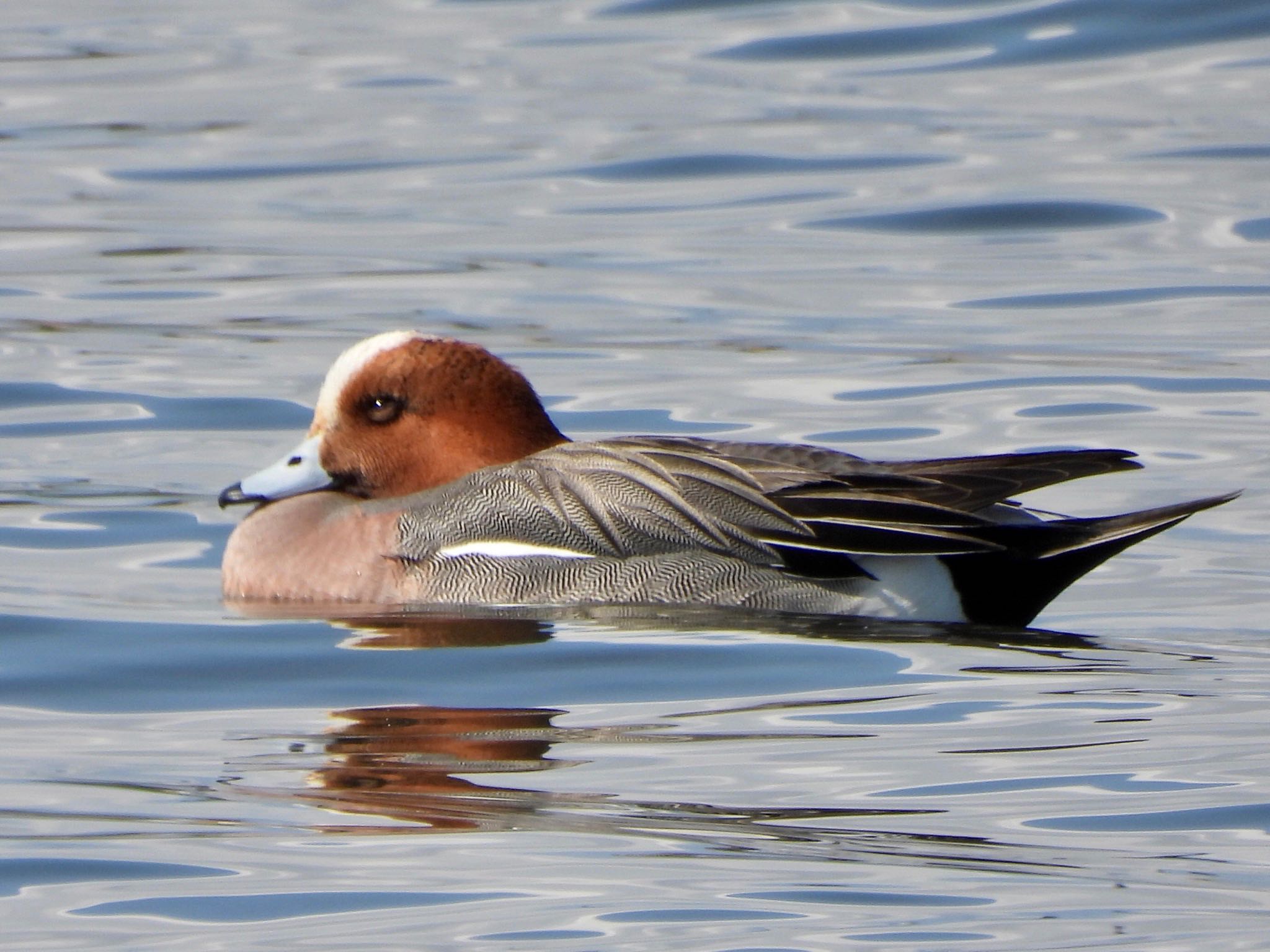 Eurasian Wigeon