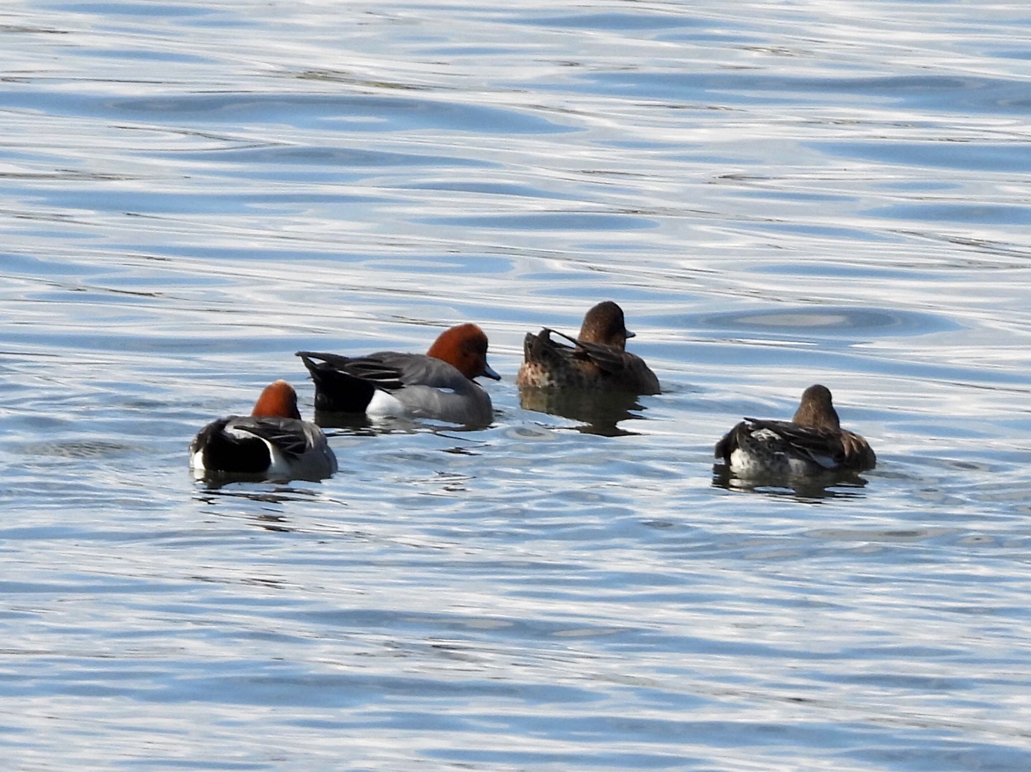 Eurasian Wigeon