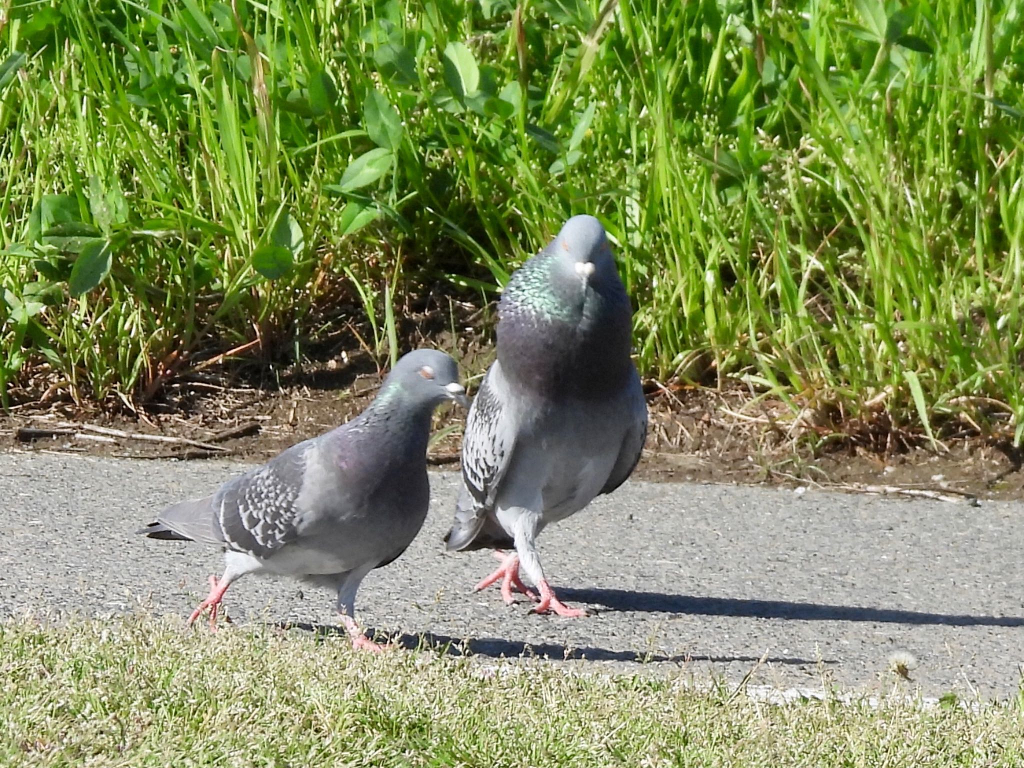 カワラバト